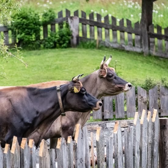 Unser Blasighof im Pfitschertal