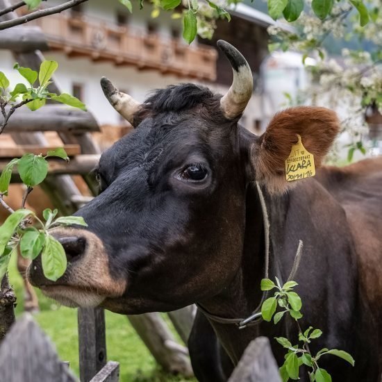 Il nostro maso Blasighof in Val di Vizze