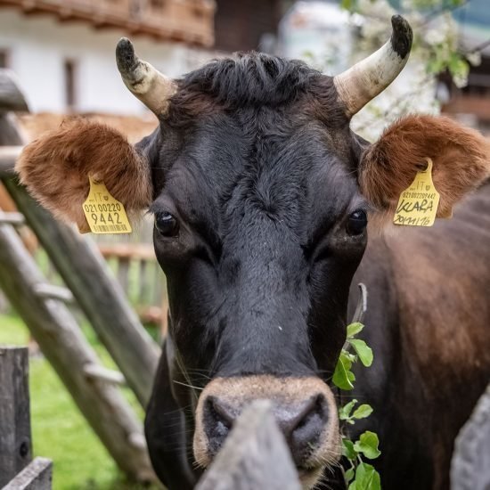 Il nostro maso Blasighof in Val di Vizze