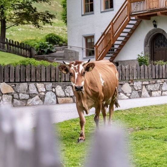 Il nostro maso Blasighof in Val di Vizze